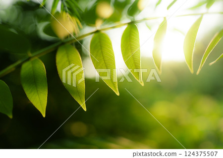 Spring green leaves with natural morning light 124375507