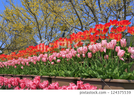 名花之裡:河津櫻花與鬱金香盛開 名花之裡:河津櫻花與鬱金香盛開 124375539