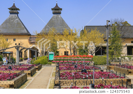 Nabana no Sato: Kawazu cherry blossoms and tulips in full bloom 124375543