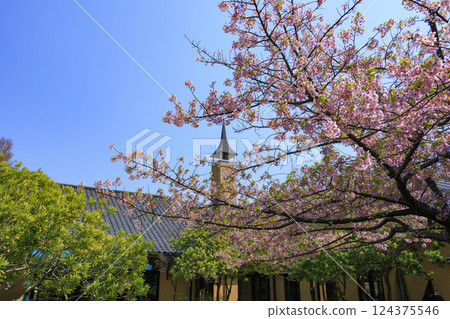 Nabana no Sato: Kawazu cherry blossoms and tulips in full bloom 124375546