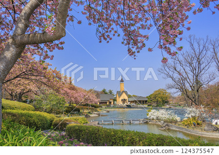 Nabana no Sato: Kawazu cherry blossoms and tulips in full bloom 124375547