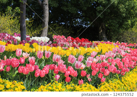 Nabana no Sato: Kawazu cherry blossoms and tulips in full bloom 124375552