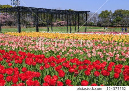 Nabana no Sato: Kawazu cherry blossoms and tulips in full bloom Nabana no Sato: Kawazu cherry blossoms and tulips in full bloom 124375562