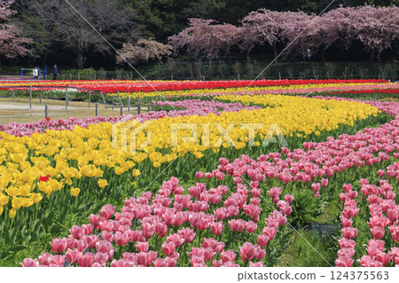 Nabana no Sato: Kawazu cherry blossoms and tulips in full bloom 124375563