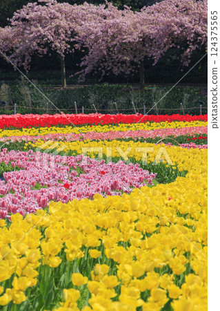 Nabana no Sato: Kawazu cherry blossoms and tulips in full bloom Nabana no Sato: Kawazu cherry blossoms and tulips in full bloom 124375565