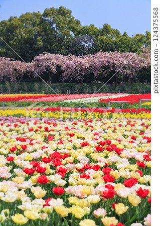 名花之裡：河津櫻花與鬱金香盛開 124375568