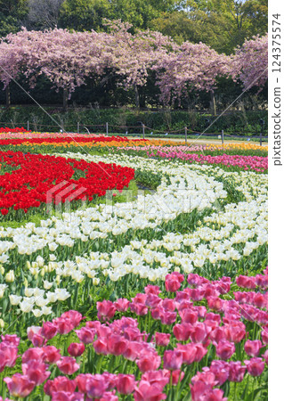 Nabana no Sato: Kawazu cherry blossoms and tulips in full bloom 124375574