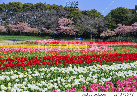 Nabana no Sato: Kawazu cherry blossoms and tulips in full bloom 124375578