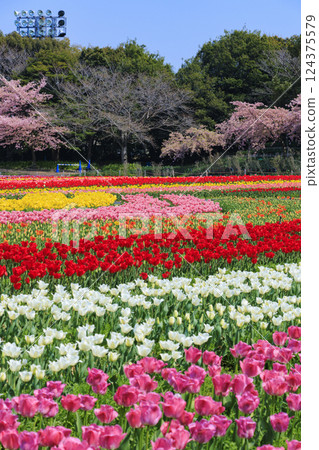 Nabana no Sato: Kawazu cherry blossoms and tulips in full bloom Nabana no Sato: Kawazu cherry blossoms and tulips in full bloom 124375579
