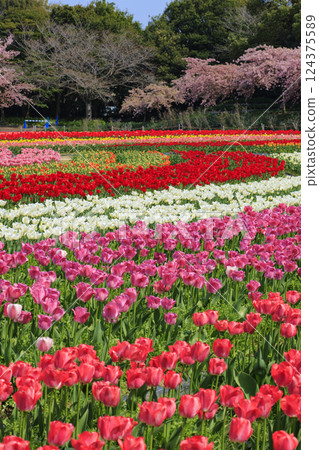 名花之裡:河津櫻花與鬱金香盛開 名花之裡:河津櫻花與鬱金香盛開 124375589