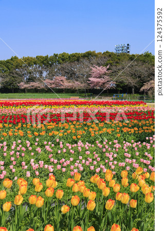 Nabana no Sato: Kawazu cherry blossoms and tulips in full bloom Nabana no Sato: Kawazu cherry blossoms and tulips in full bloom 124375592