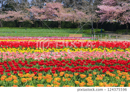 Nabana no Sato: Kawazu cherry blossoms and tulips in full bloom 124375596
