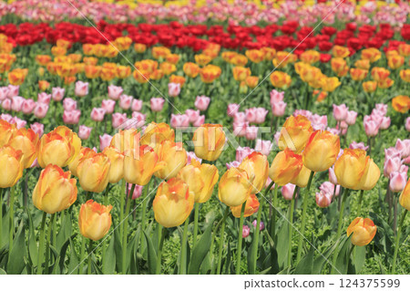 Nabana no Sato: Kawazu cherry blossoms and tulips in full bloom Nabana no Sato: Kawazu cherry blossoms and tulips in full bloom 124375599