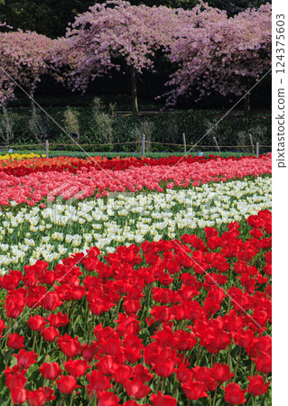 Nabana no Sato: Kawazu cherry blossoms and tulips in full bloom Nabana no Sato: Kawazu cherry blossoms and tulips in full bloom 124375603