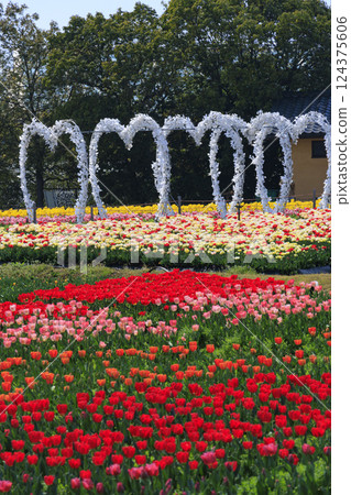 Nabana no Sato: Kawazu cherry blossoms and tulips in full bloom 124375606