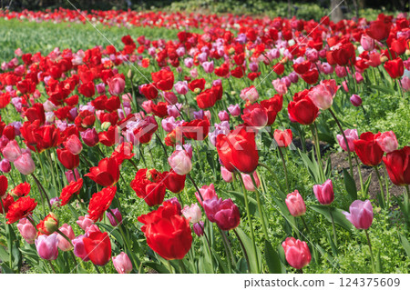 Nabana no Sato: Kawazu cherry blossoms and tulips in full bloom 124375609
