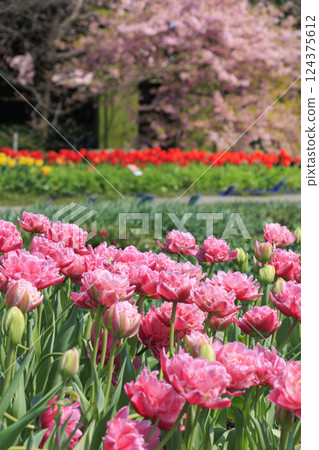 Nabana no Sato: Kawazu cherry blossoms and tulips in full bloom 124375612