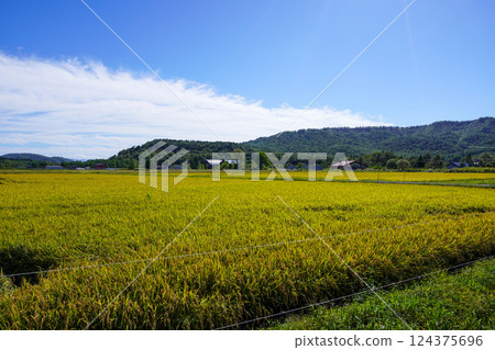 Rice fields in Tadoshi, Fukagawa City Rice fields in Tadoshi, Fukagawa City 124375696