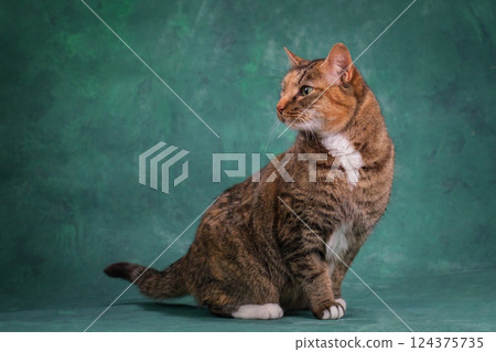 Beautiful green-eyed ginger cat on a green background. Studio shooting 124375735