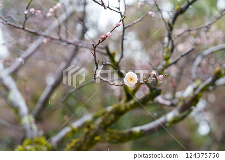 Plum blossoms and moss-covered trees wet with rain Plum blossoms and moss-covered trees wet with rain 124375750