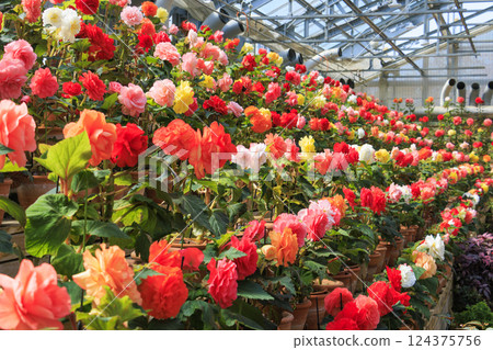 Naganoana Village Begonia Garden Naganoana Village Begonia Garden 124375756