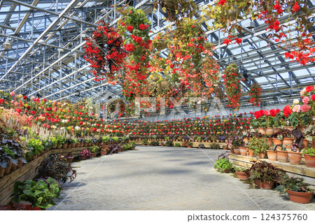 Naganoana Village Begonia Garden Naganoana Village Begonia Garden 124375760