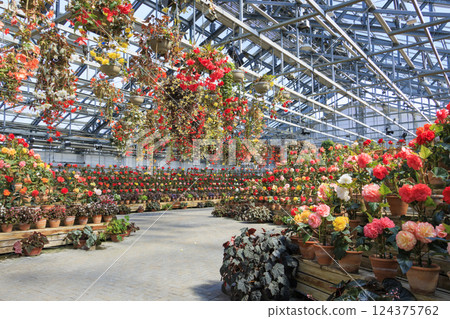 Naganoana Village Begonia Garden Naganoana Village Begonia Garden 124375762