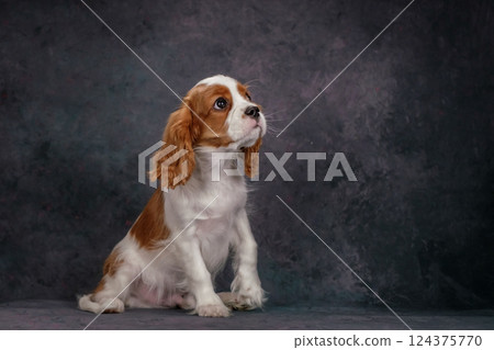 Beautiful Cavalier King Charles Spaniel puppy on a gray background. Studio shooting Beautiful Cavalier King Charles Spaniel puppy on a gray background. Studio shooting 124375770