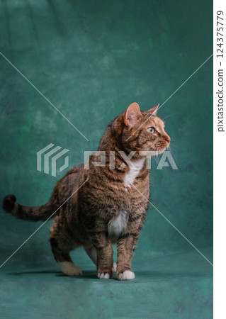 Beautiful green-eyed ginger cat on a green background. Studio shooting 124375779