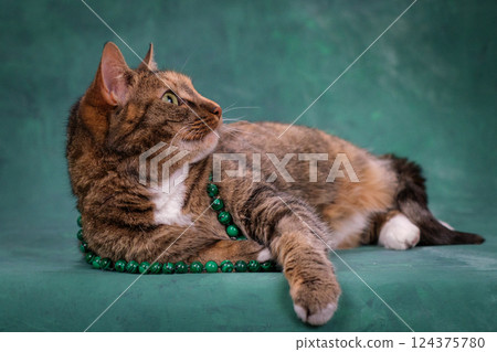 A beautiful ginger cat with green eyes. Cat on a green background with green beads 124375780