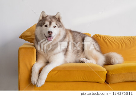 A beautiful cream-colored husky lies on a yellow sofa and looks at the camera. 124375811
