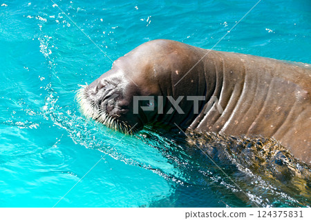 Walrus emerging from the water Walrus emerging from the water 124375831