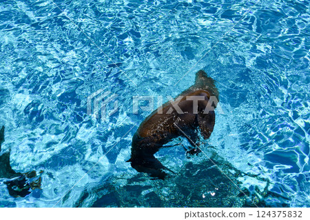 海獅從水中窺視 海獅從水中窺視 124375832