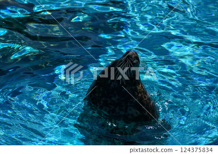 Sea lion emerging from the water Sea lion emerging from the water 124375834