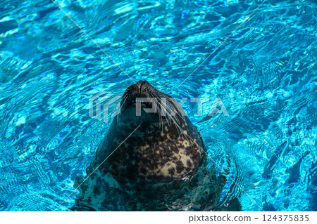 Sea lion emerging from the water Sea lion emerging from the water 124375835