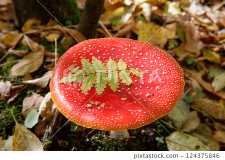 fly agaric mushroom in the forest fly agaric mushroom in the forest 124375846