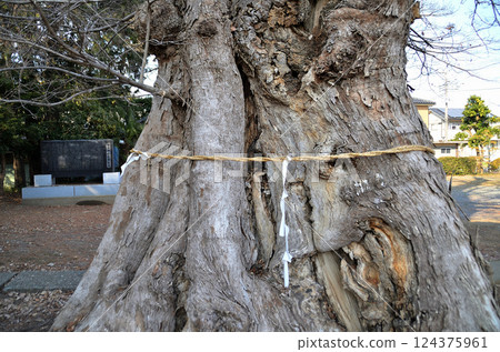 The sacred tree of Togo Shirahige Shrine in Oka, Fukaya City, Saitama Prefecture, is Zelkova. The sacred tree of Togo Shirahige Shrine in Oka, Fukaya City, Saitama Prefecture, is Zelkova. 124375961