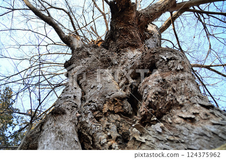 The sacred tree of Togo Shirahige Shrine in Oka, Fukaya City, Saitama Prefecture, is Zelkova. The sacred tree of Togo Shirahige Shrine in Oka, Fukaya City, Saitama Prefecture, is Zelkova. 124375962