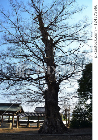 位於埼玉縣深谷市岡町的東鄉白鬚神社的神樹是櫸樹。 124375966