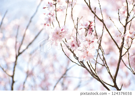 Pretty pink Higan cherry blossoms 124376038