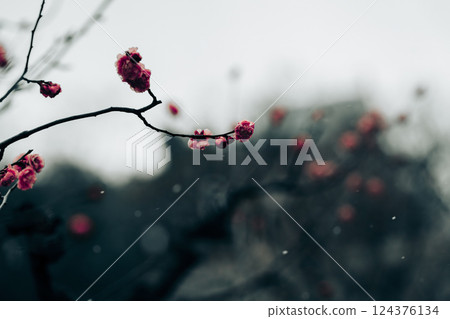 紅梅花蕾在飄雪中綻放 124376134