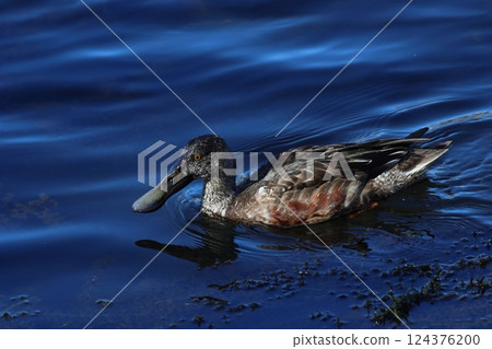 A mallard swimming on the clear water 124376200