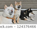 三隻不同顏色的柴犬曬日光浴 124376466