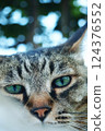 A cat staring at you 124376552