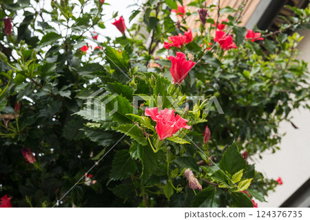 Vibrant red hibiscus blooms among lush green leaves in garden setting 124376735