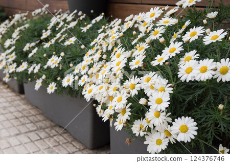 Blooming white daisies in modern rectangular planters outdoors Blooming white daisies in modern rectangular planters outdoors 124376746