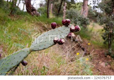 Prickly pear cactus close-up with red fruit in forest landscape 124376757