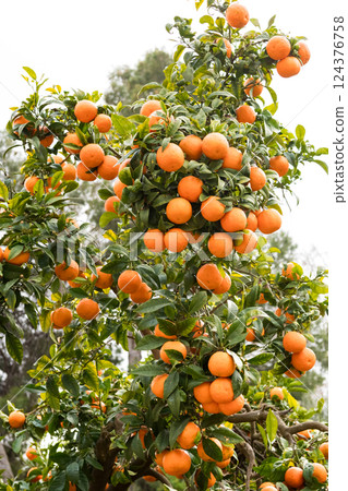 Lush orange tree laden with ripe fruit in vibrant orchard setting Lush orange tree laden with ripe fruit in vibrant orchard setting 124376758