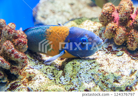 水族館裡的鞍瀨魚 124376797