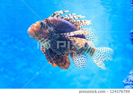 水族館裡的紅獅子魚 水族館裡的紅獅子魚 124376799